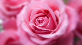 Pink Color Rose1181615842 272x150 - Pink Color Rose - Rose, Pink, Color